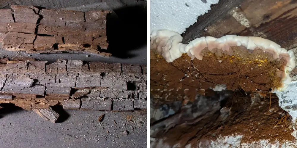 Cracked, brittle wood, fungus growth and musty smells are all tell-tale signs of Dry Rot.