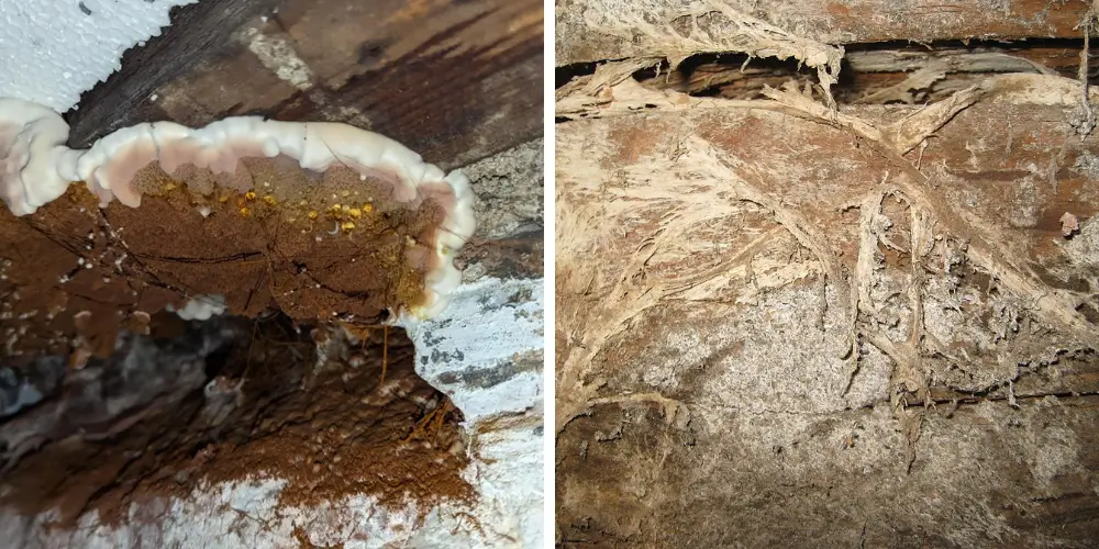 Close-up image of dry rot fungus on timber, showing its distinctive orange and white spore structures.